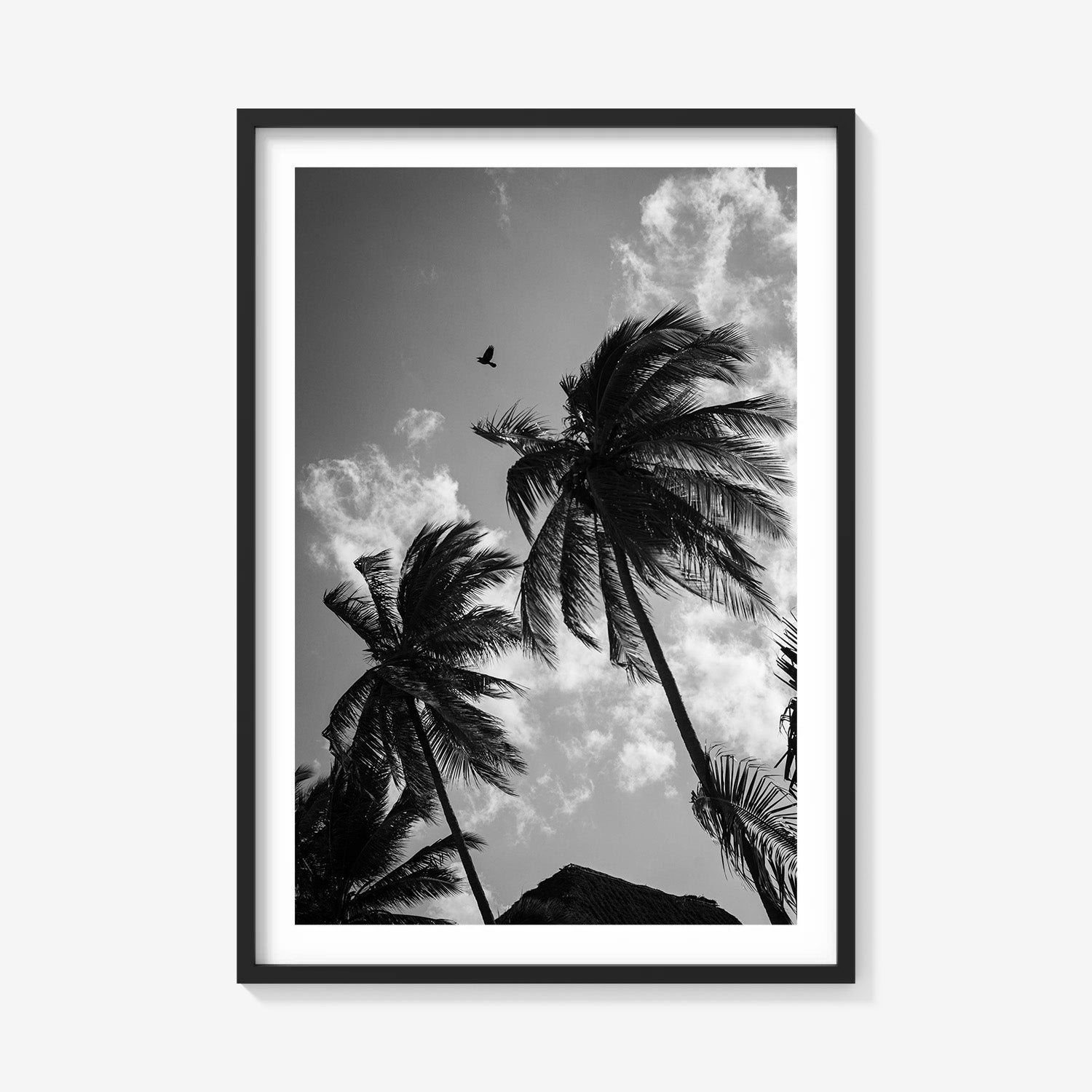 OPEN SKIES
