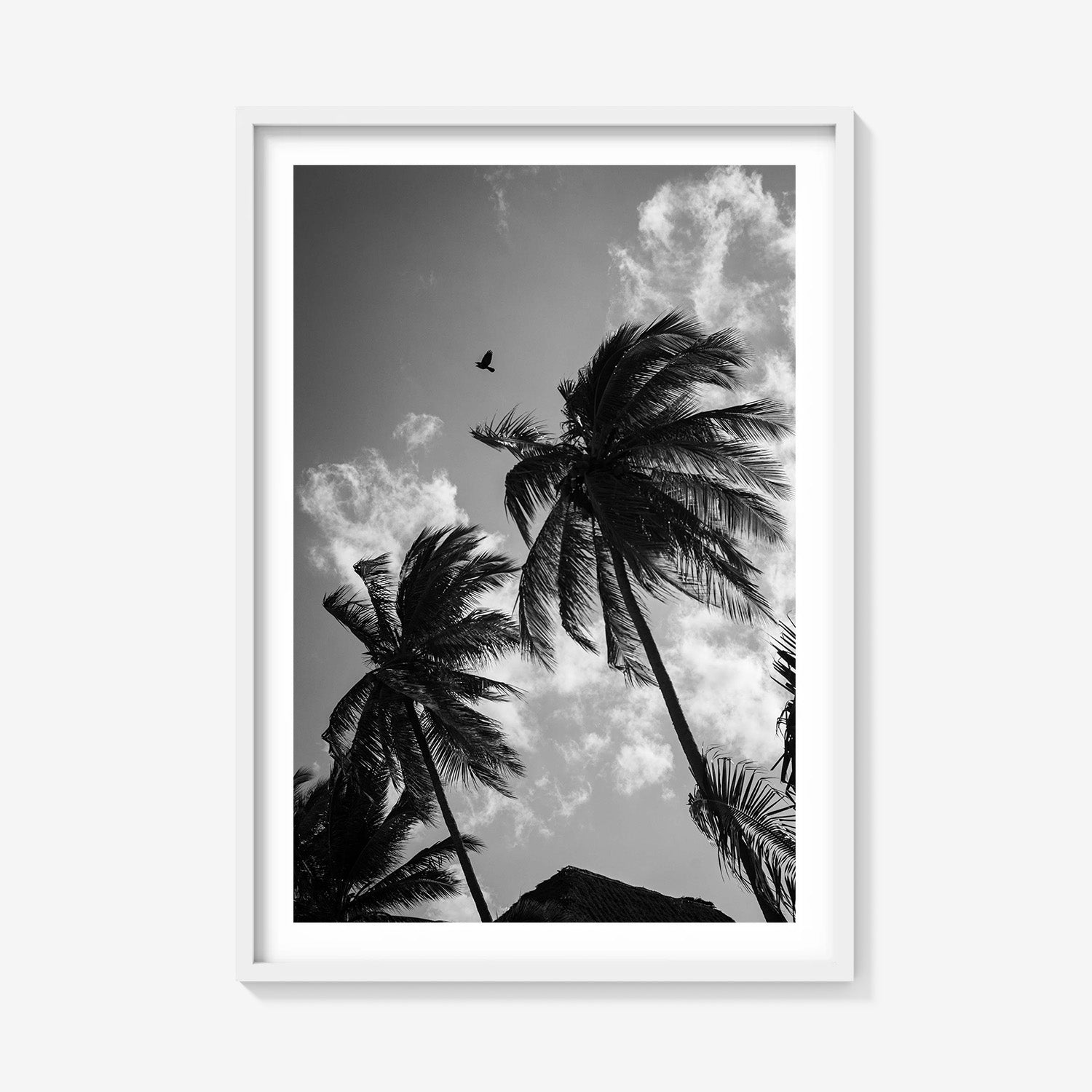 OPEN SKIES