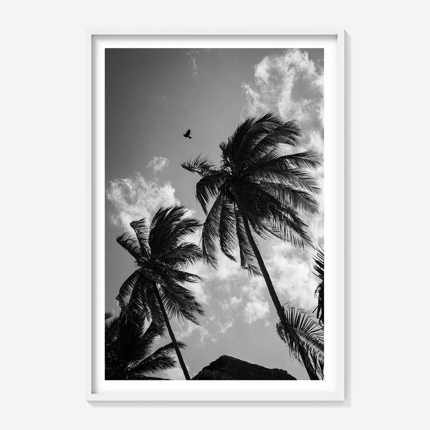 OPEN SKIES
