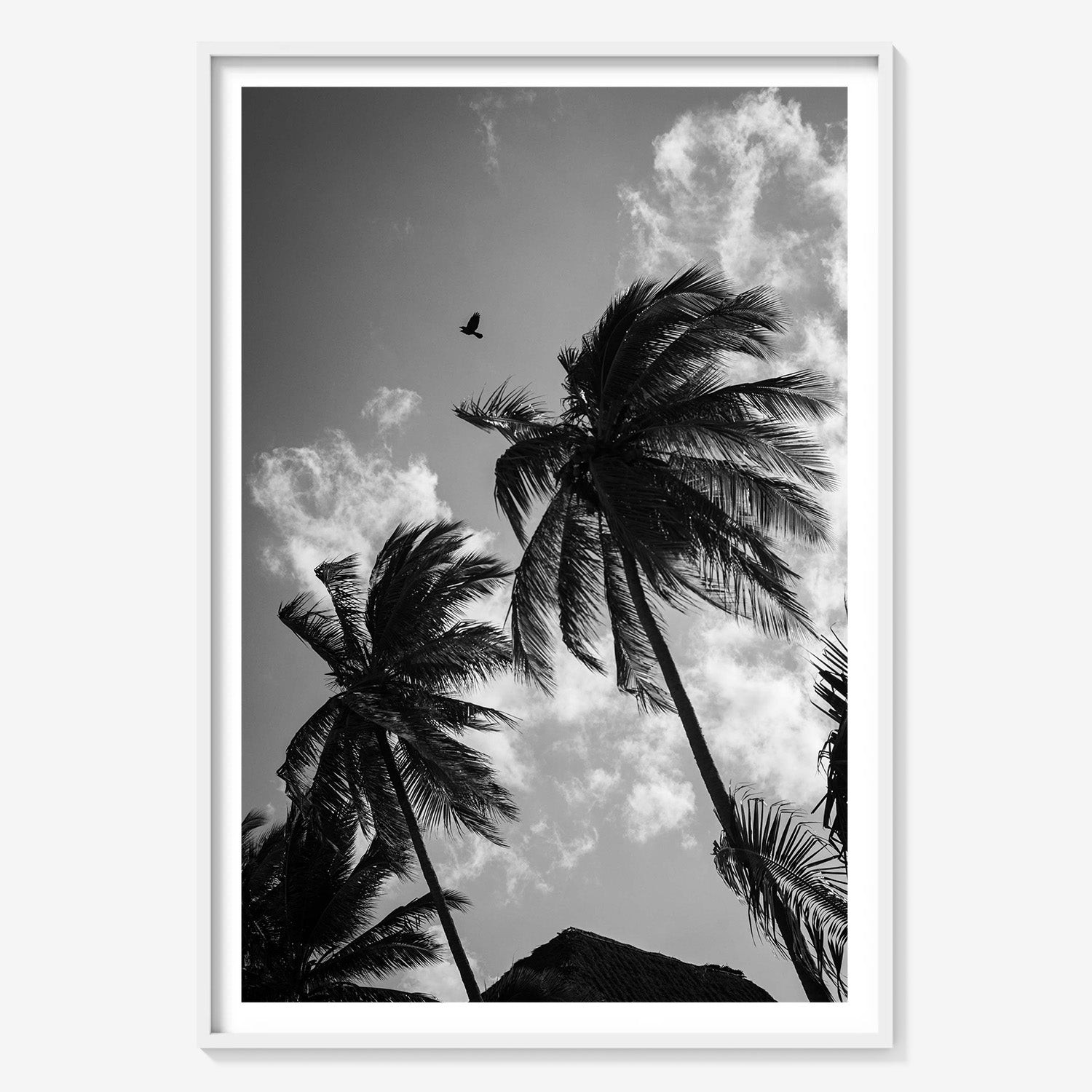 OPEN SKIES