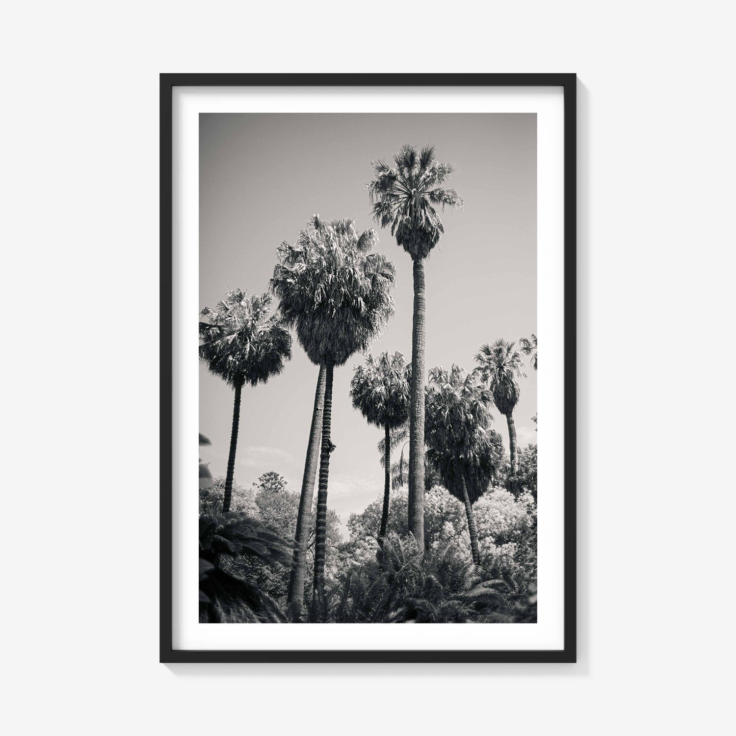 PALM GROVE