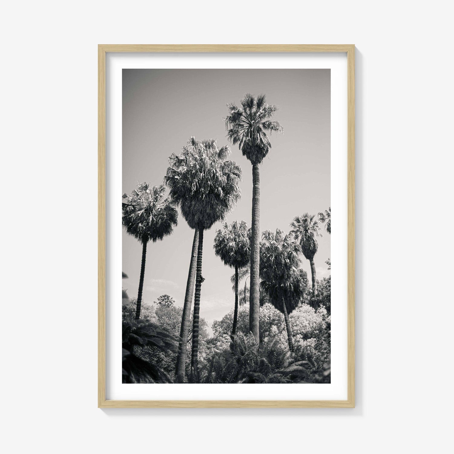PALM GROVE