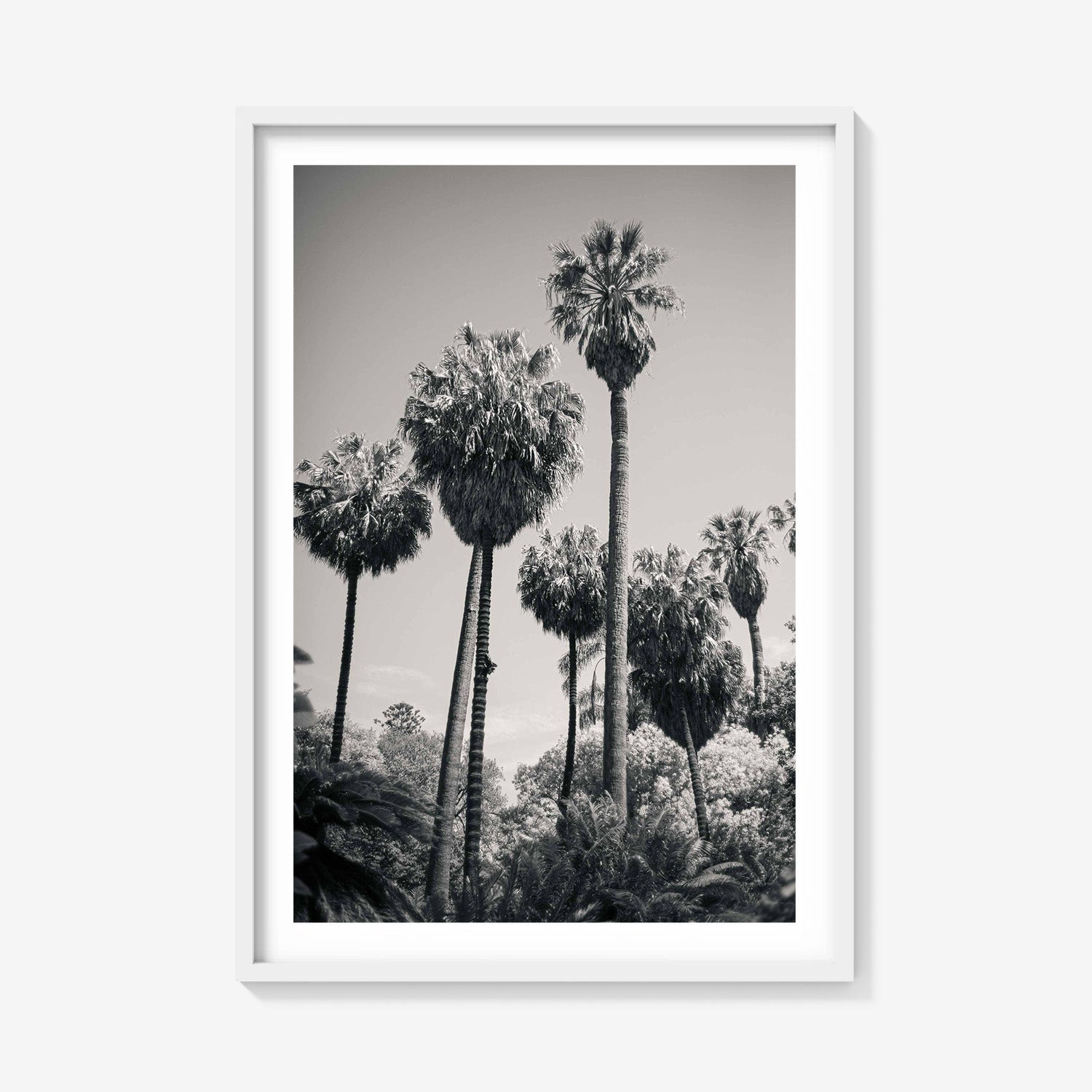 PALM GROVE