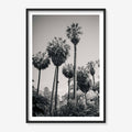 PALM GROVE