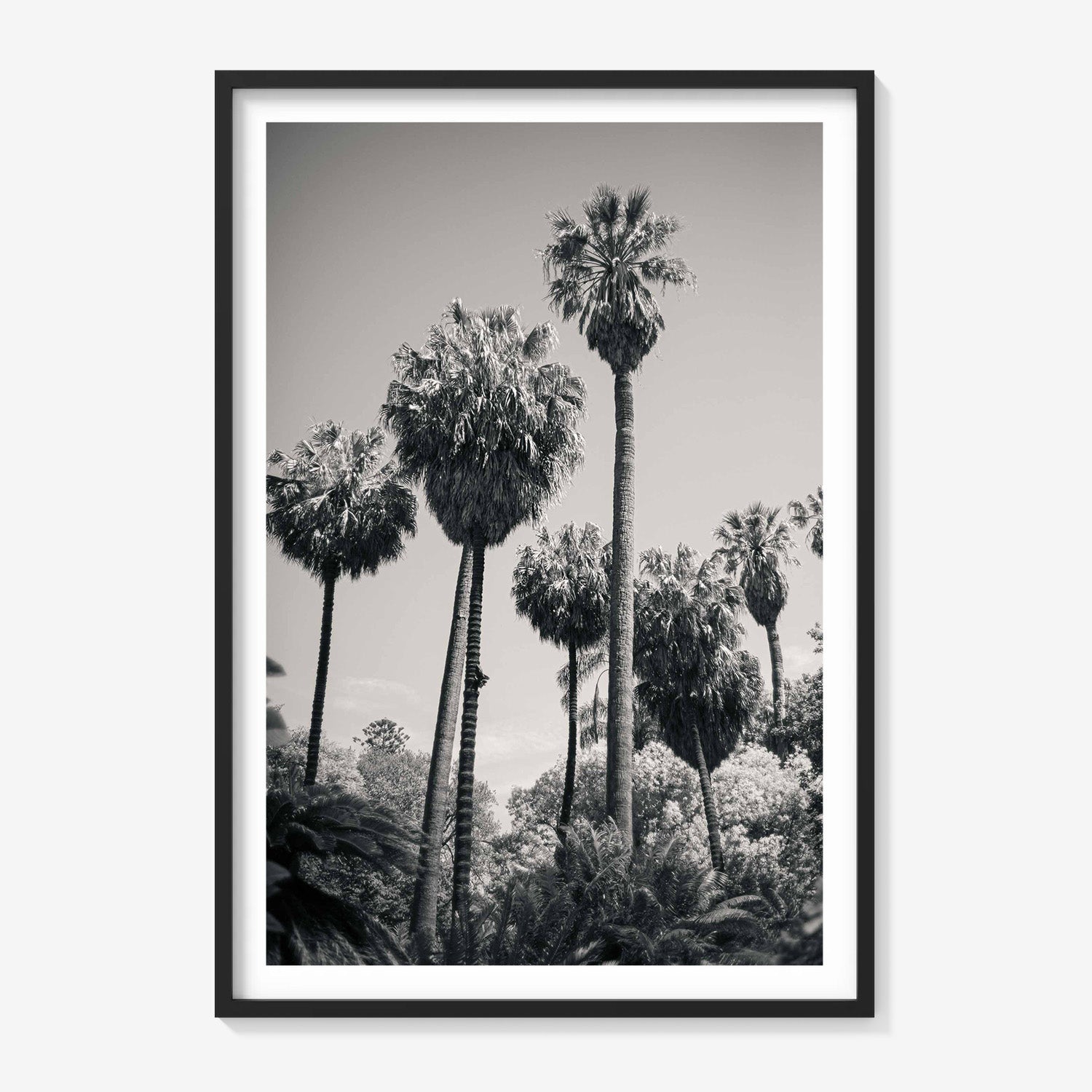 PALM GROVE