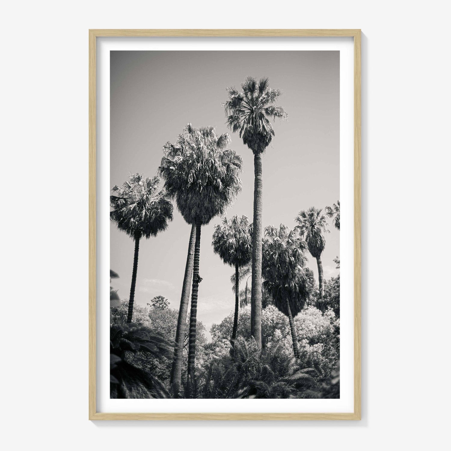 PALM GROVE
