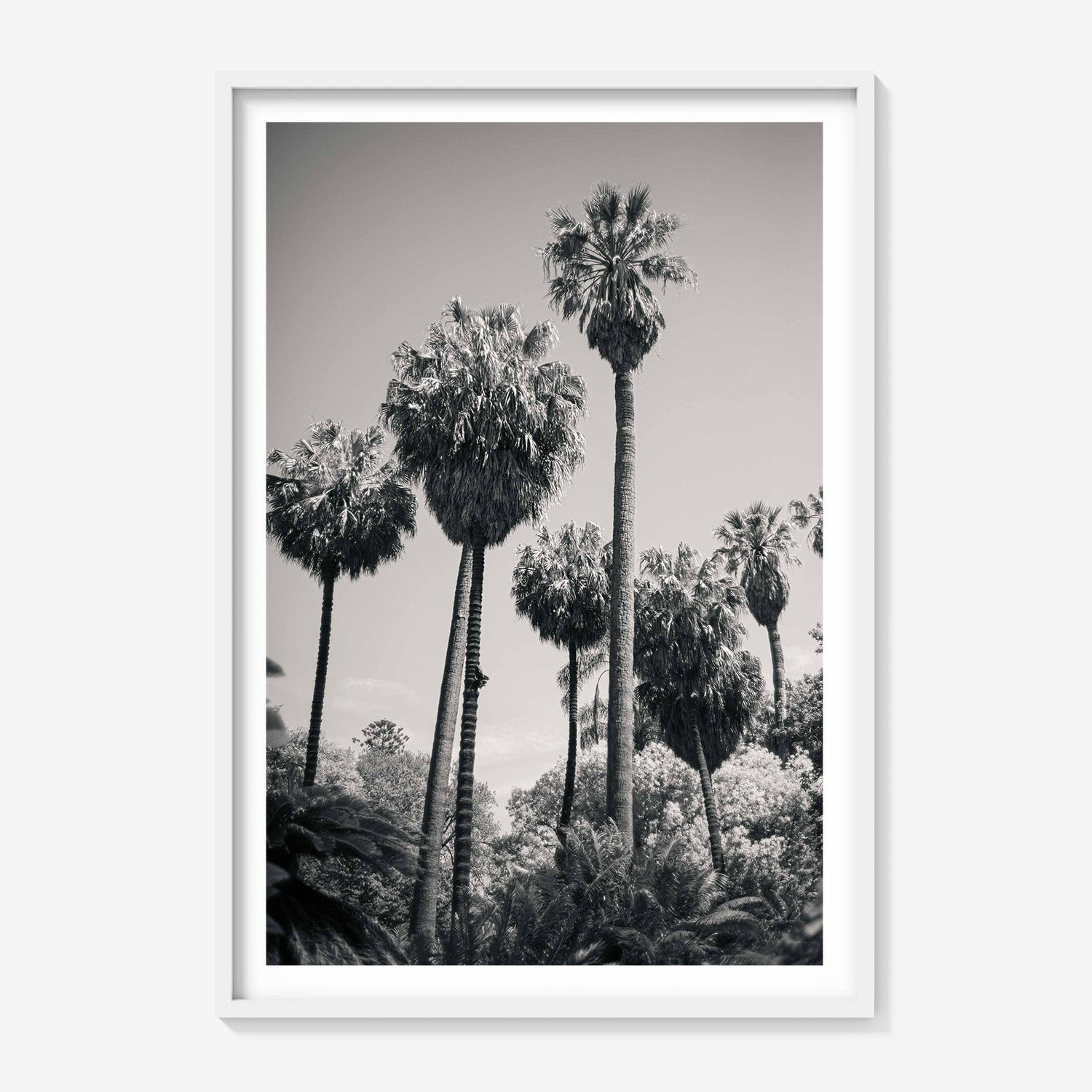 PALM GROVE