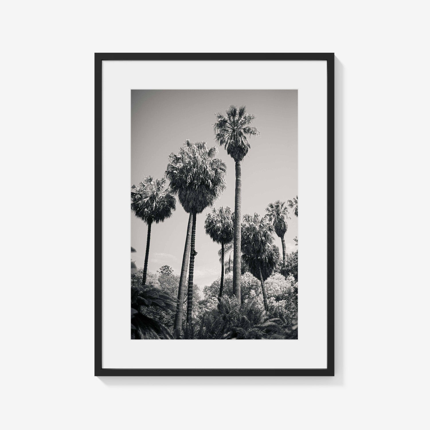 PALM GROVE
