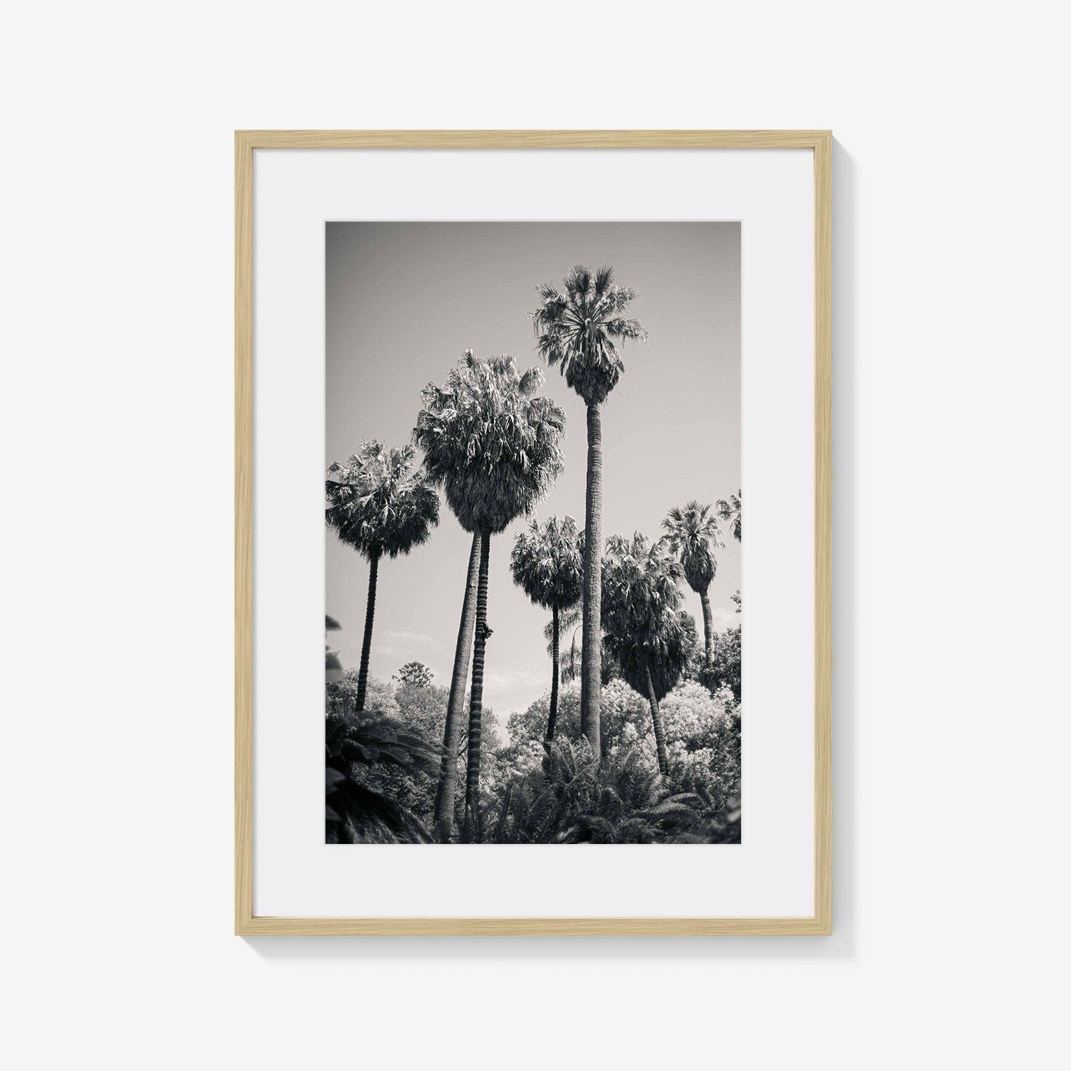 PALM GROVE