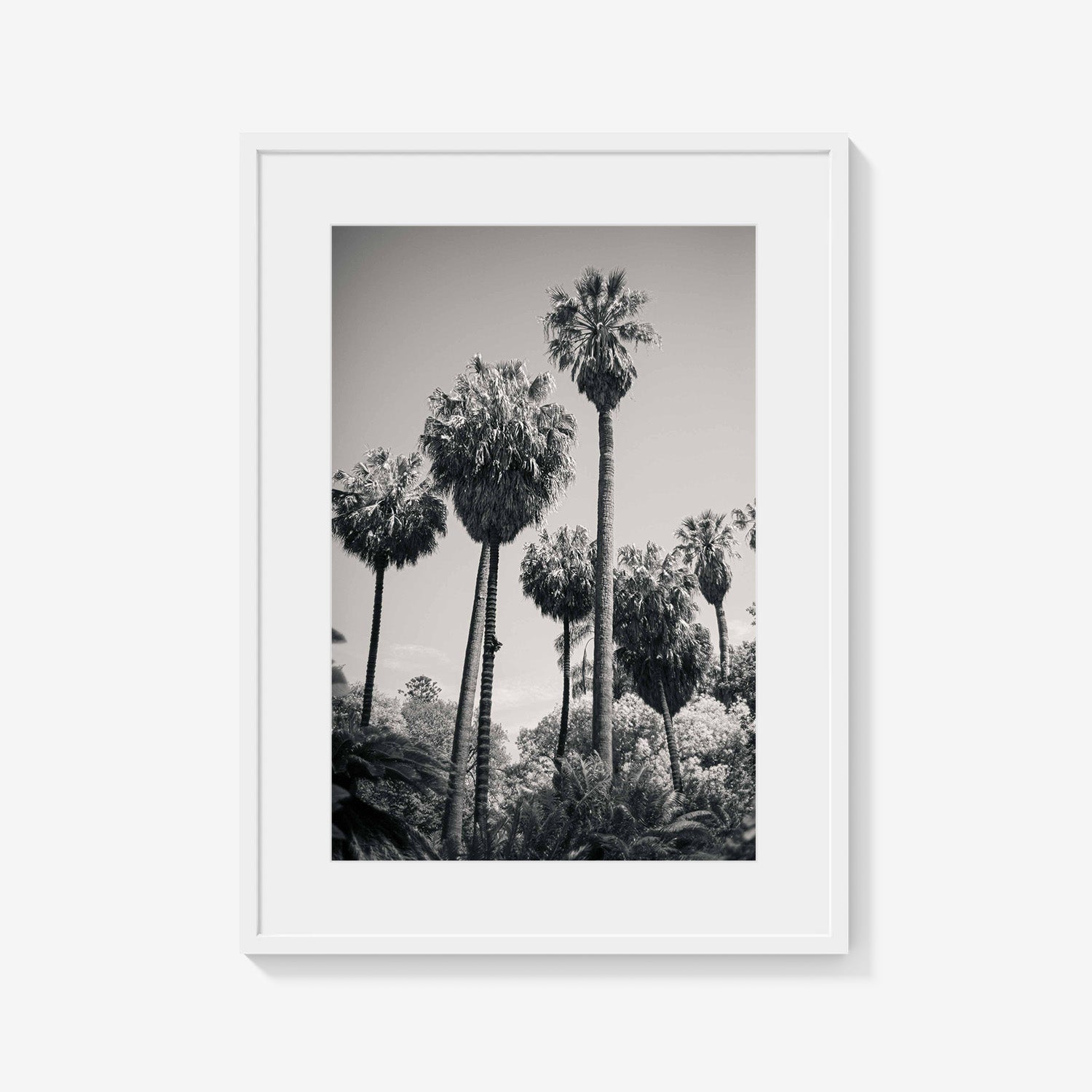 PALM GROVE