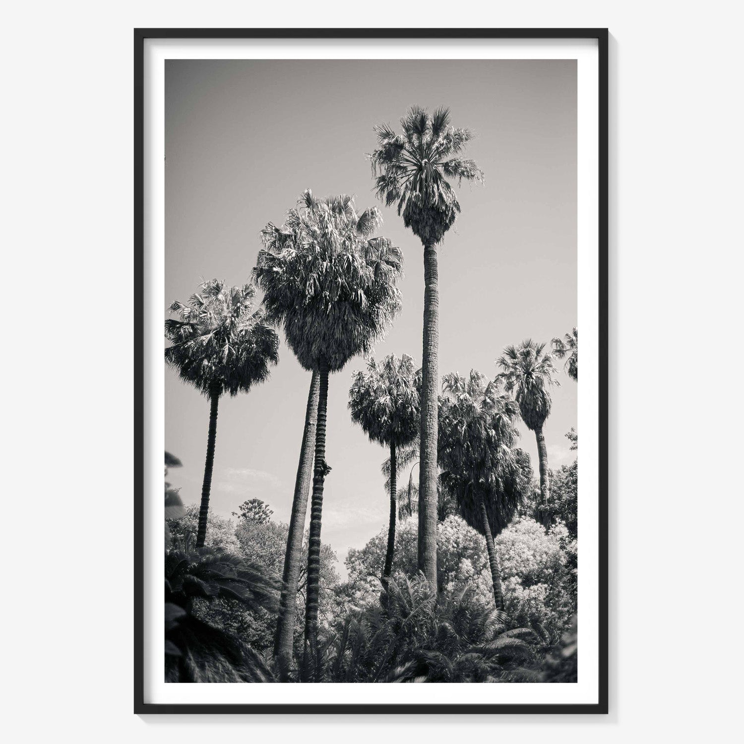 PALM GROVE