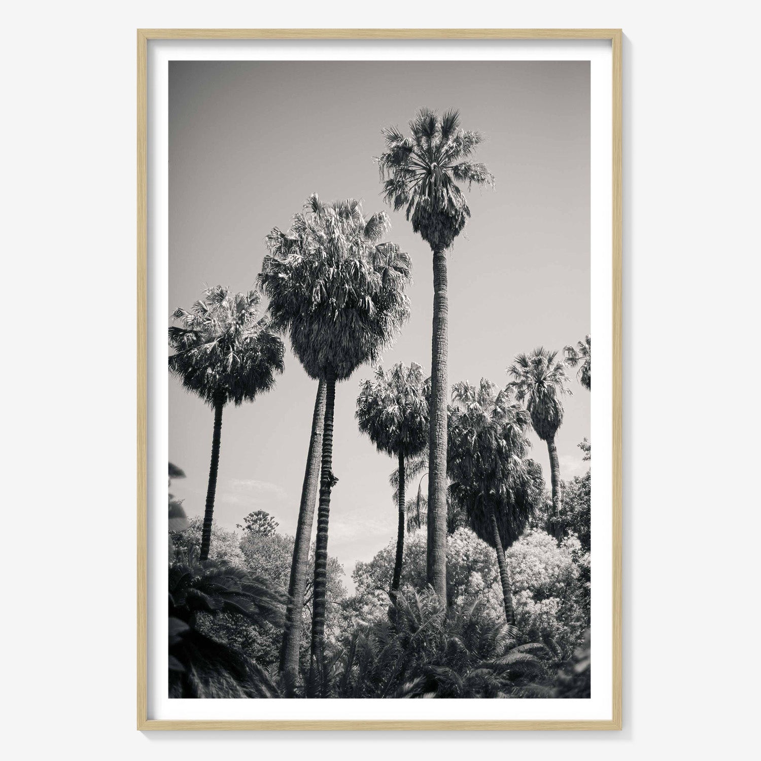 PALM GROVE