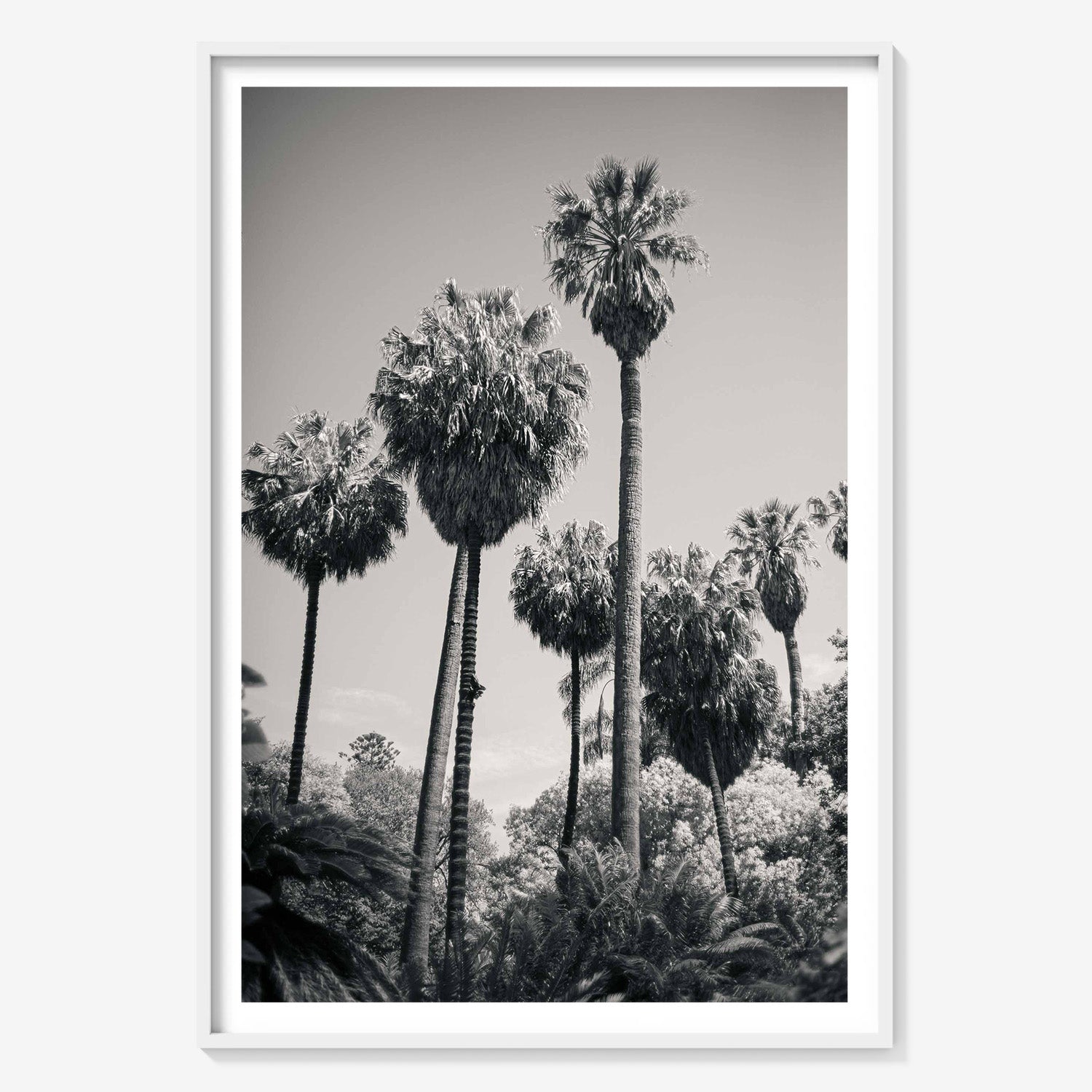 PALM GROVE