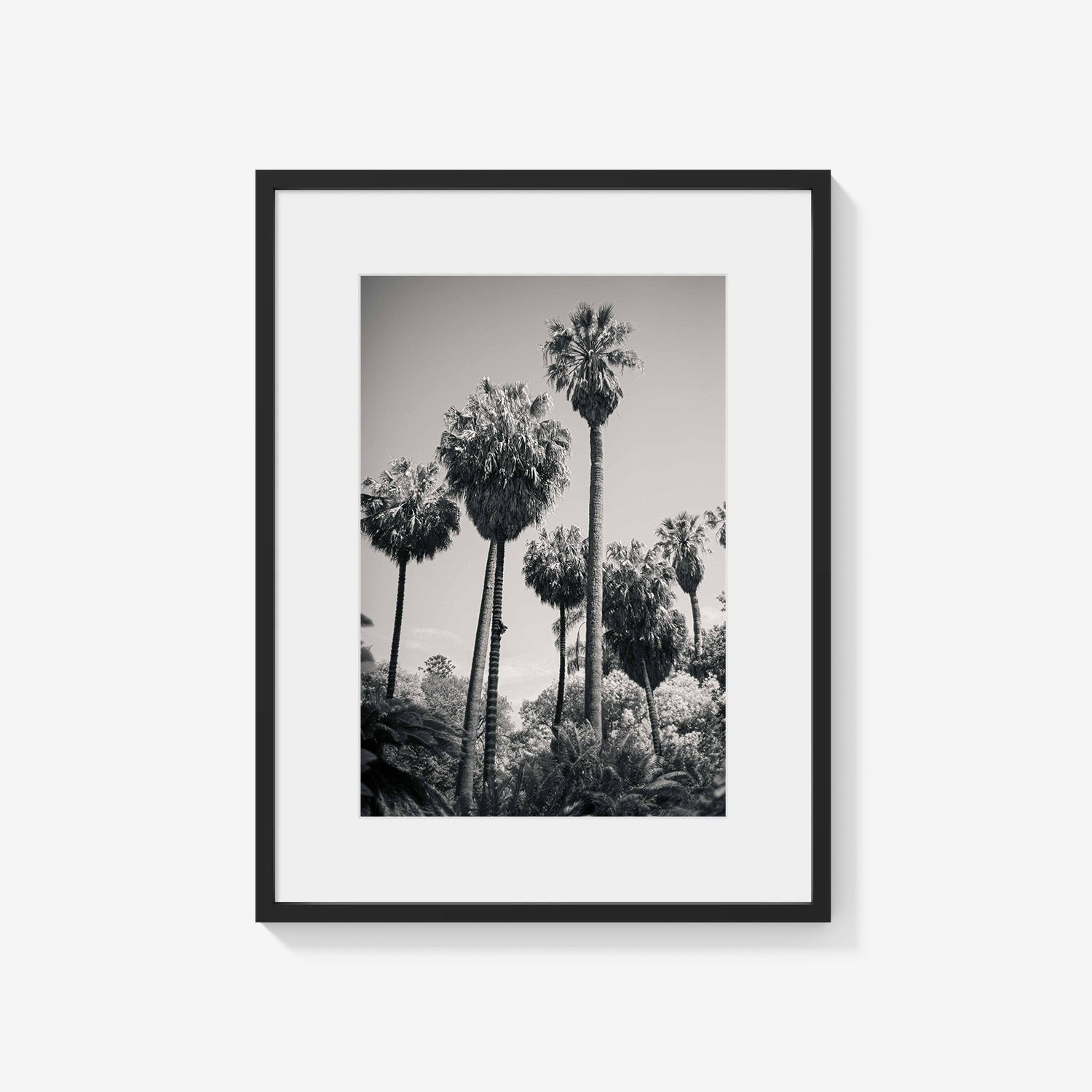 PALM GROVE