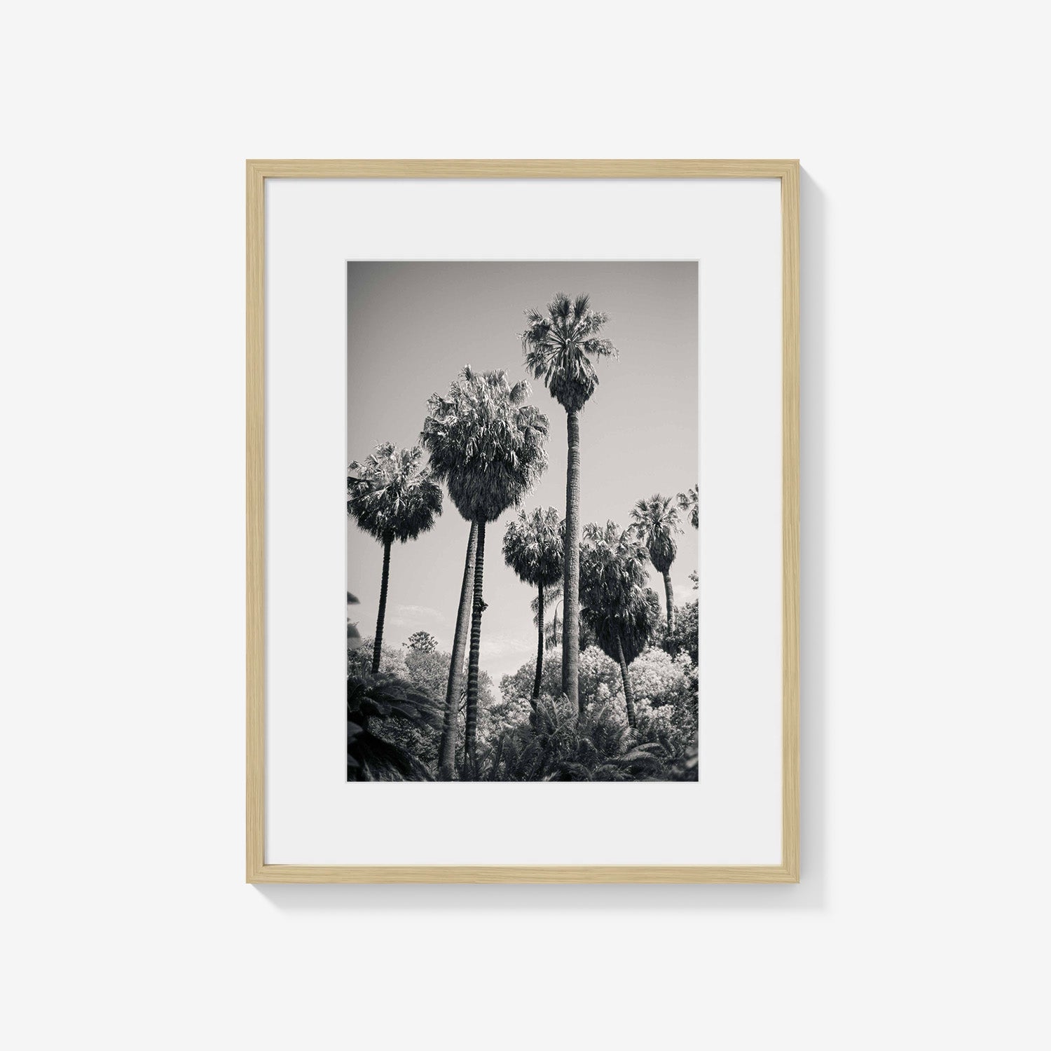 PALM GROVE