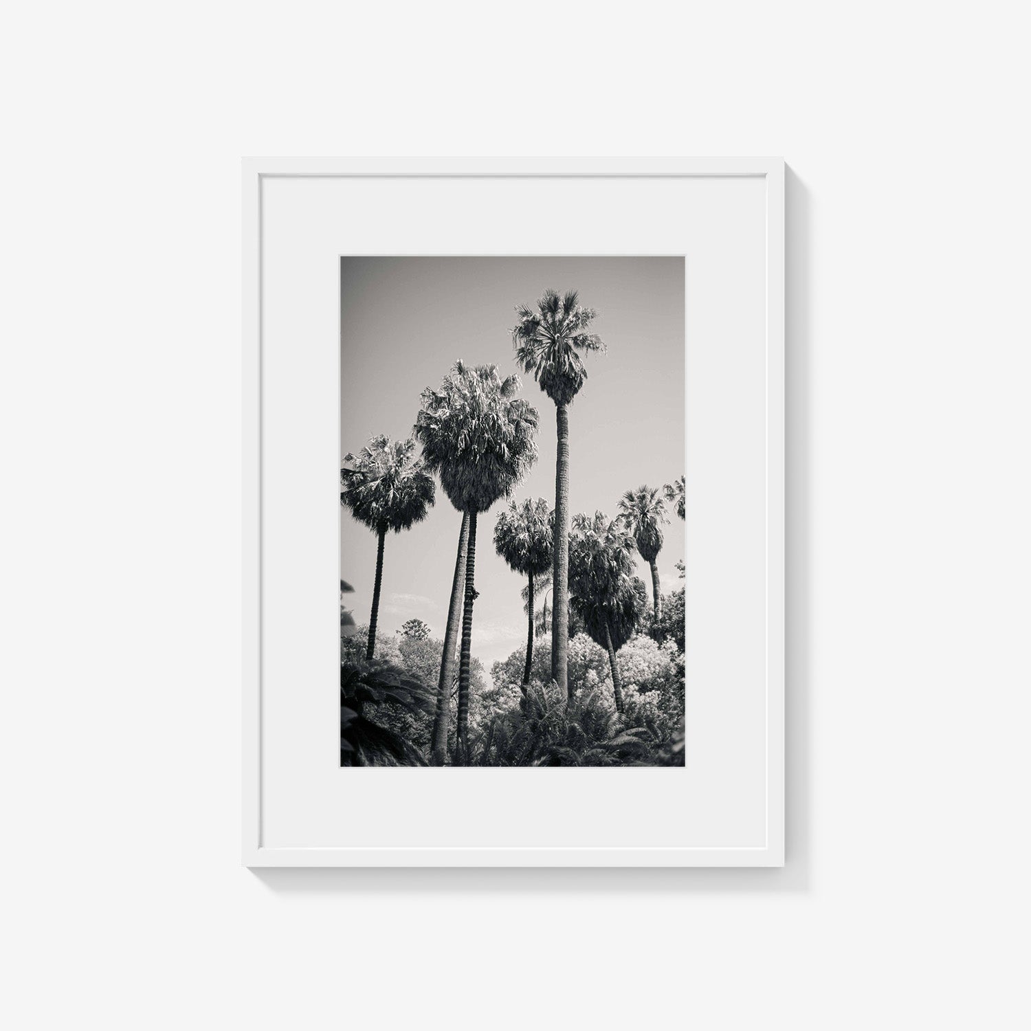 PALM GROVE