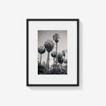 PALM GROVE