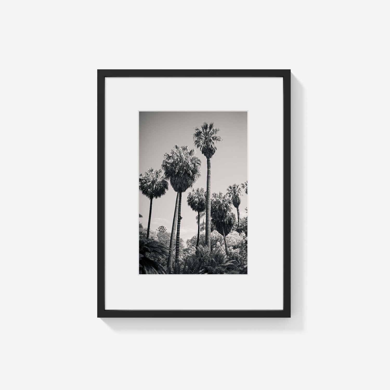 PALM GROVE