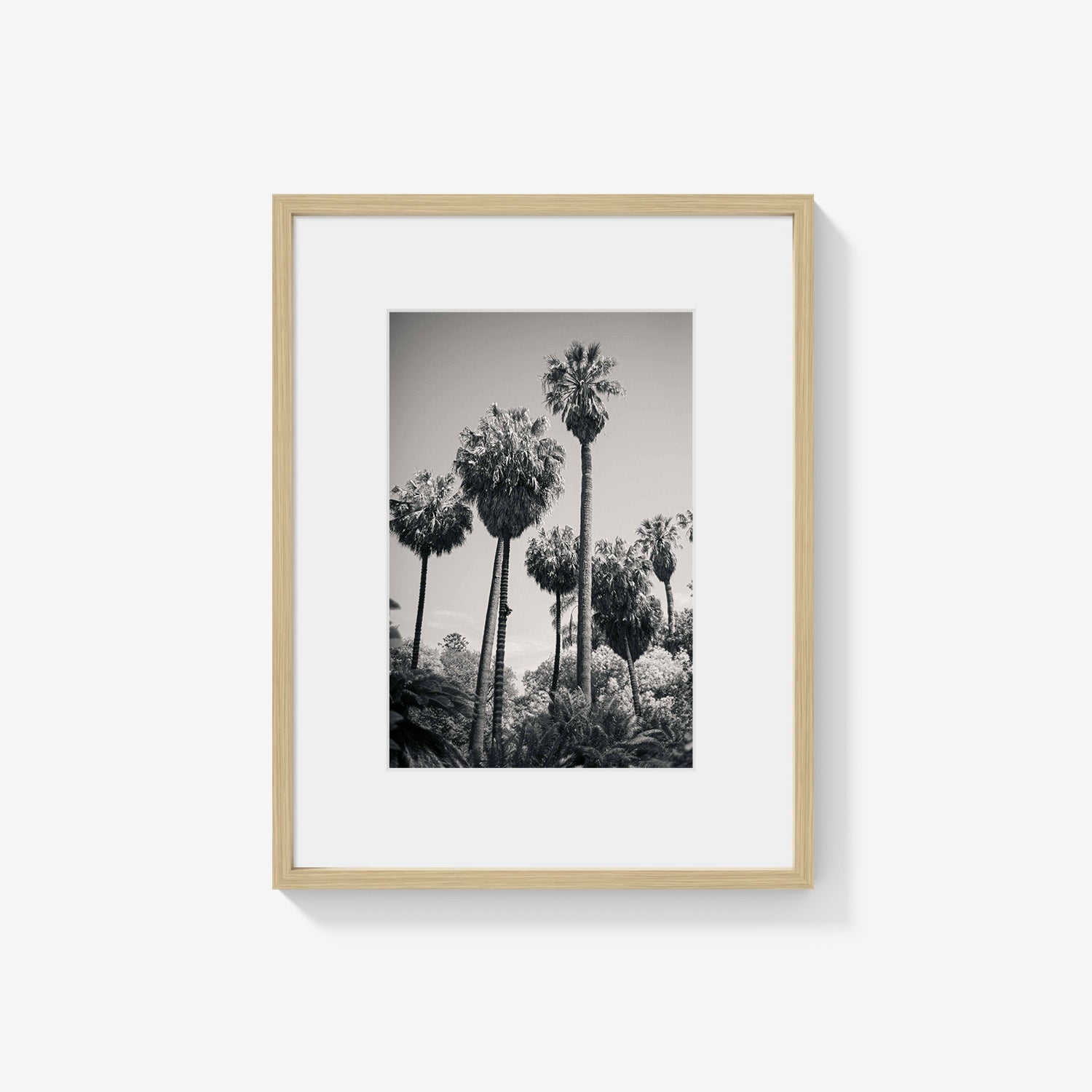 PALM GROVE