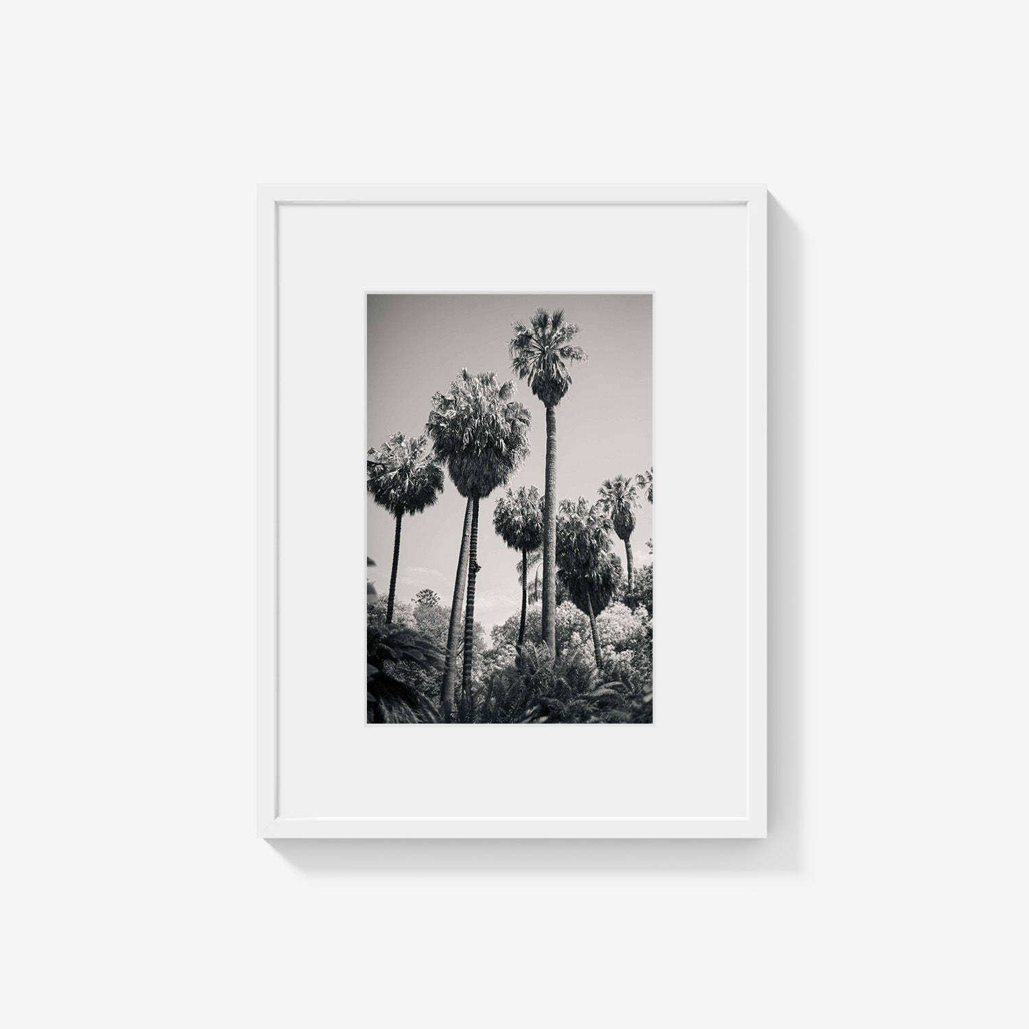 PALM GROVE