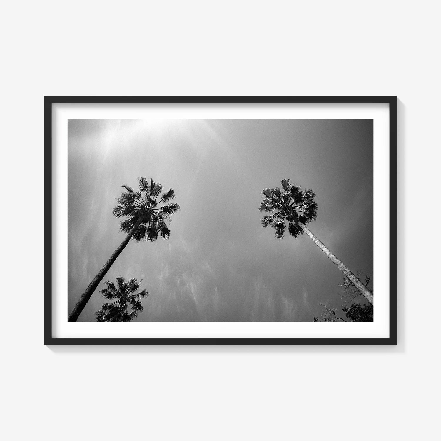PALMS SKYWARD