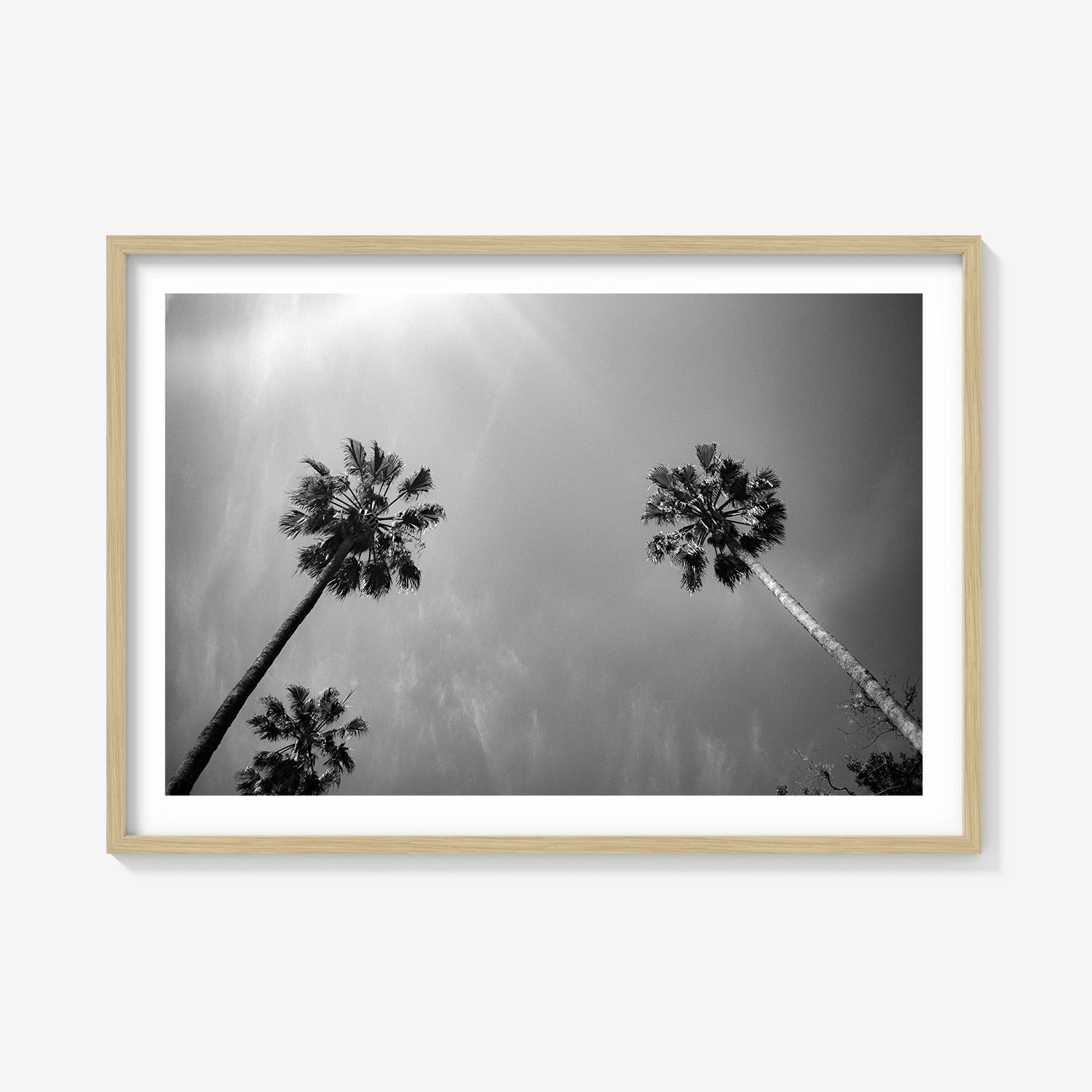 PALMS SKYWARD