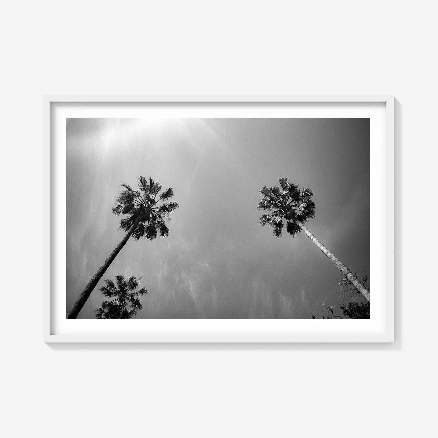 PALMS SKYWARD