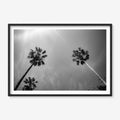 PALMS SKYWARD