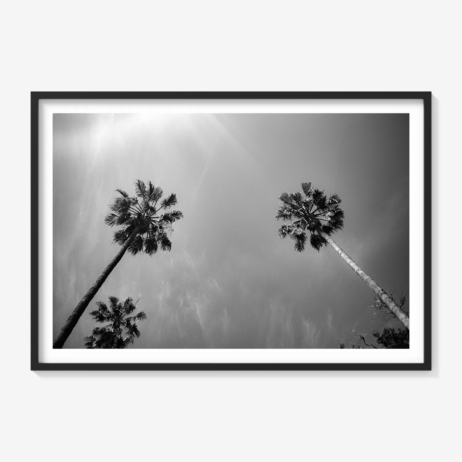PALMS SKYWARD