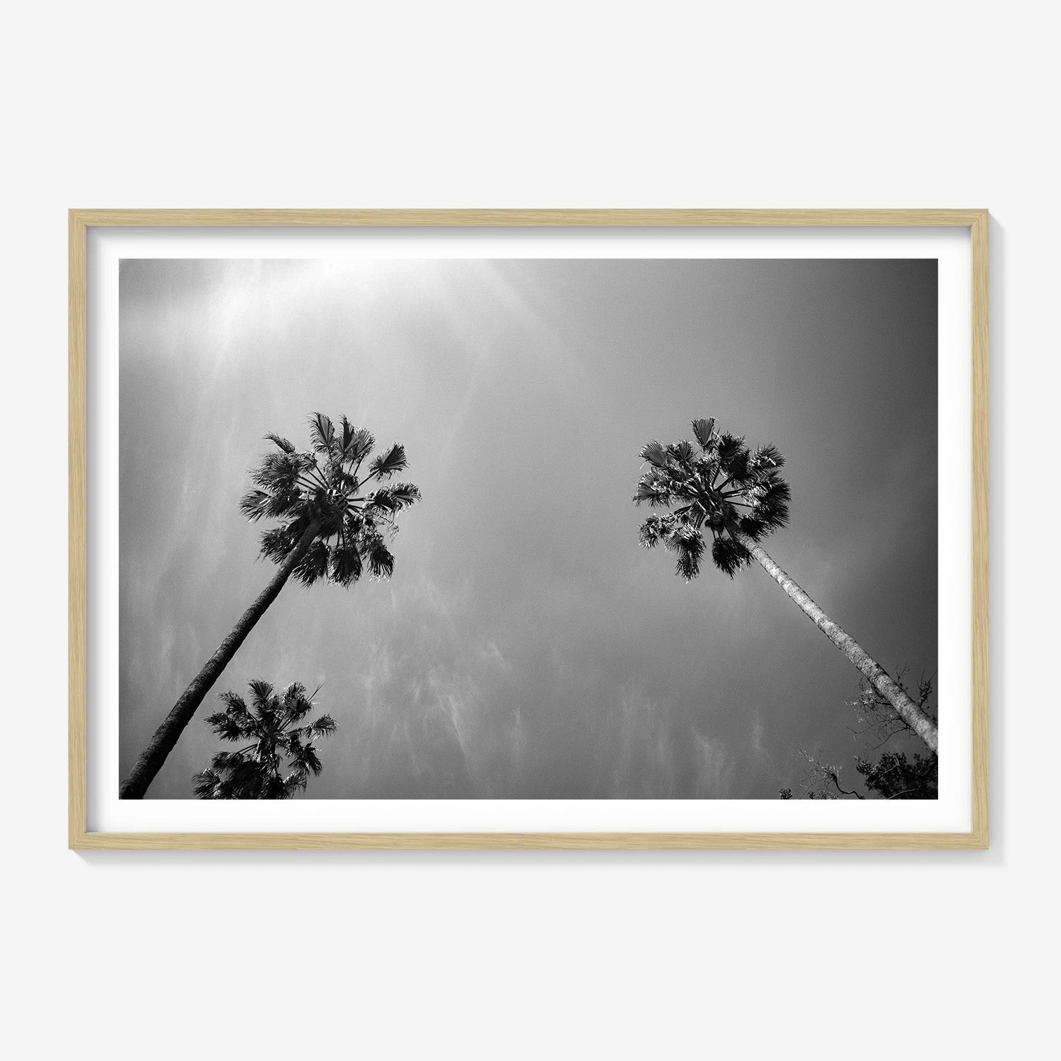 PALMS SKYWARD
