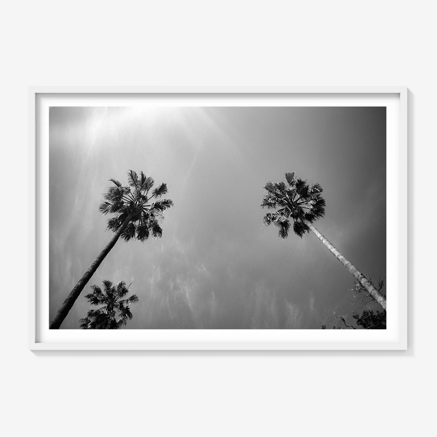 PALMS SKYWARD