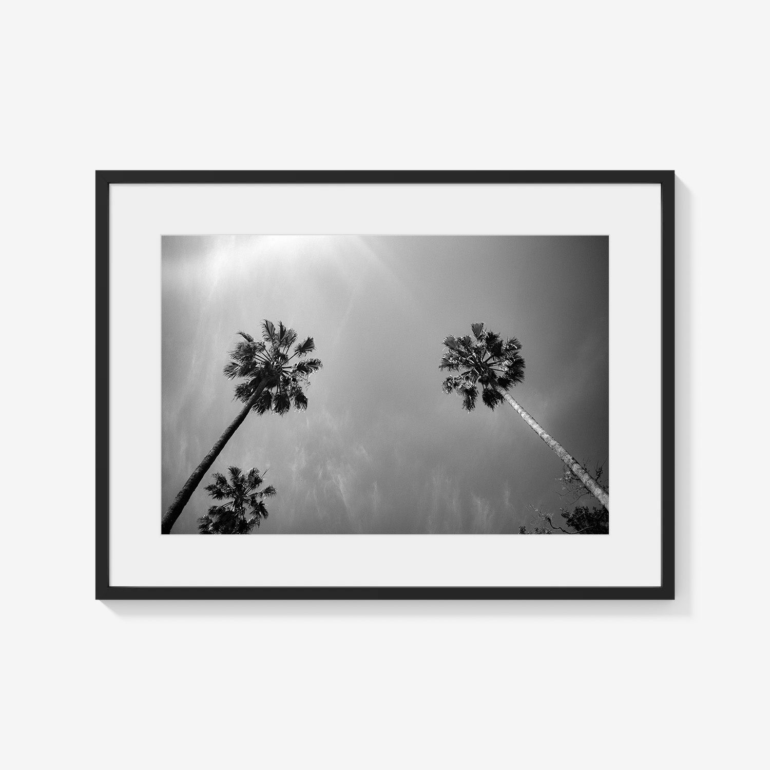 PALMS SKYWARD