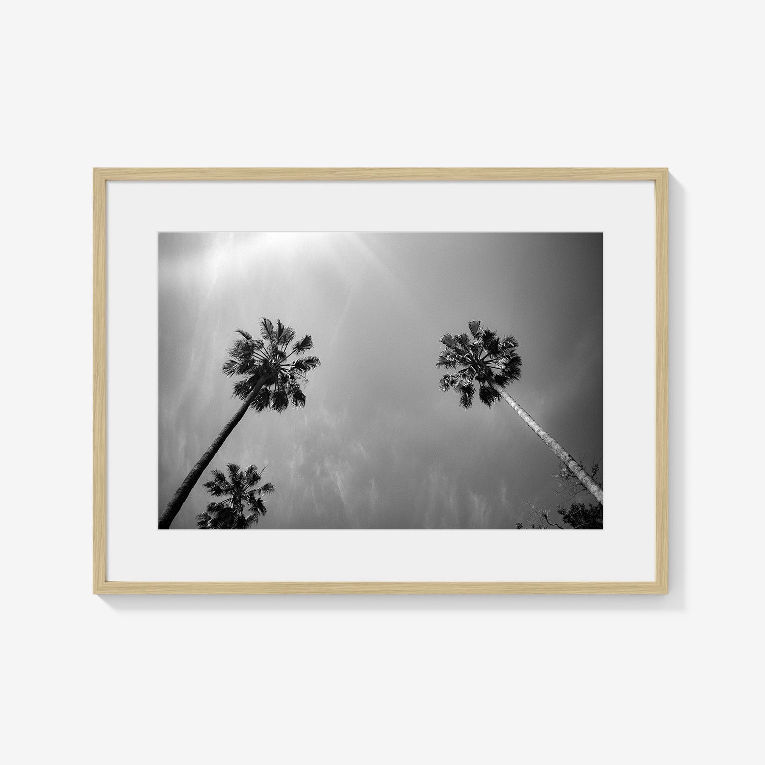 PALMS SKYWARD