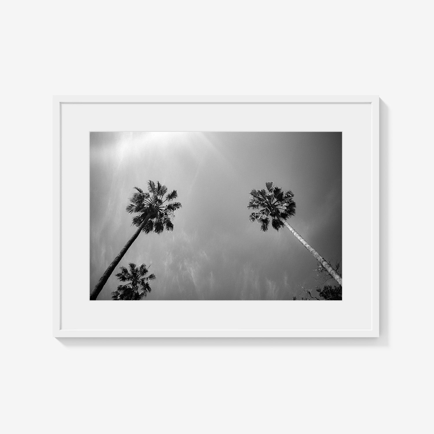 PALMS SKYWARD