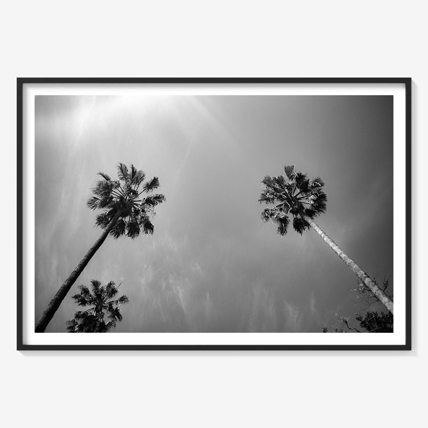 PALMS SKYWARD