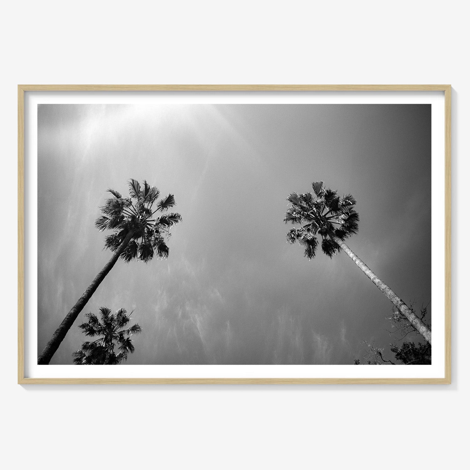 PALMS SKYWARD