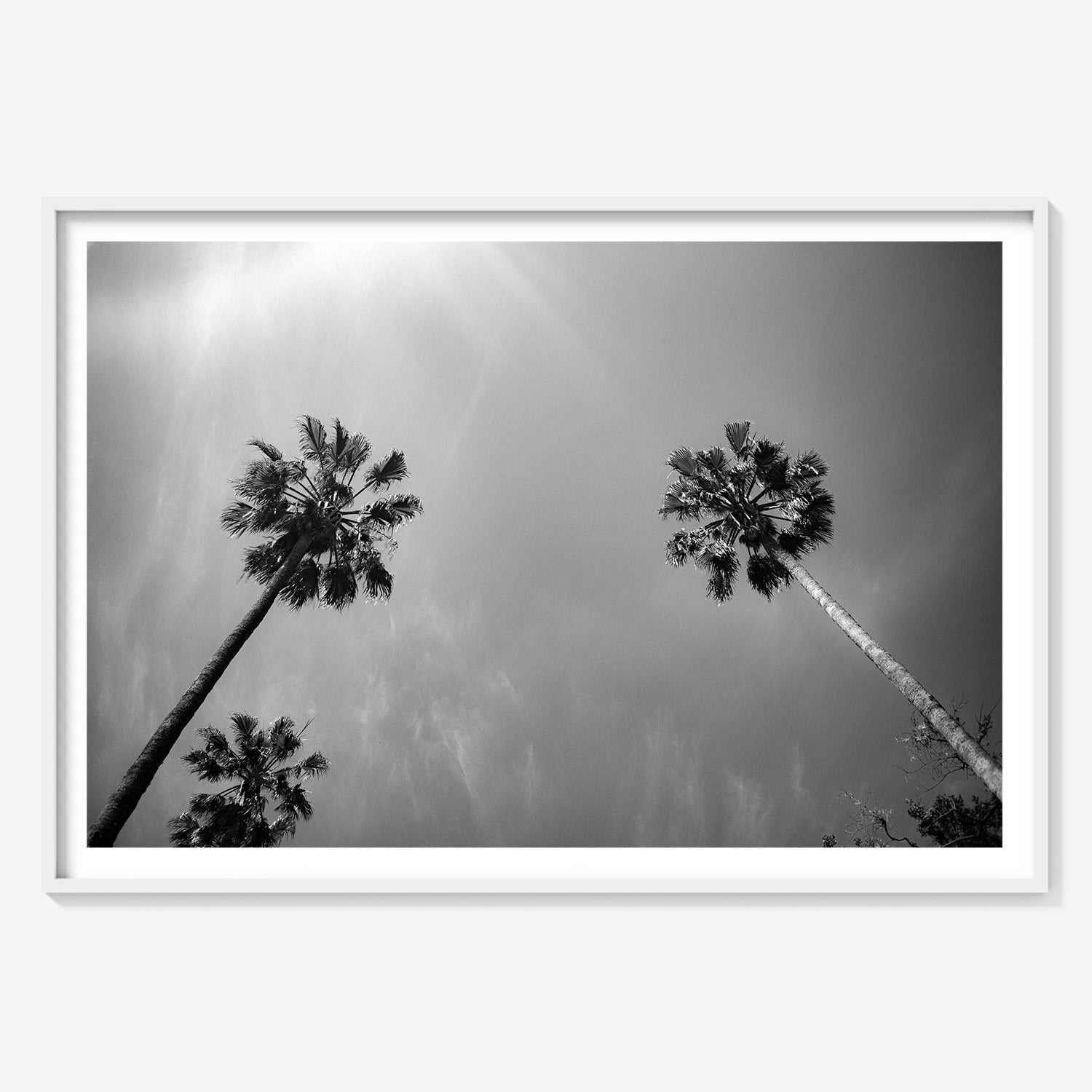 PALMS SKYWARD