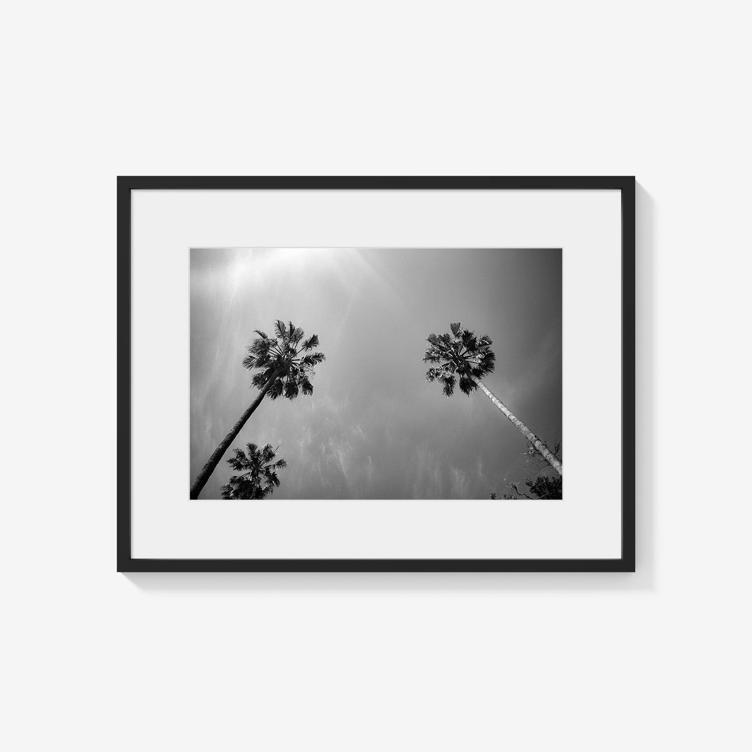 PALMS SKYWARD