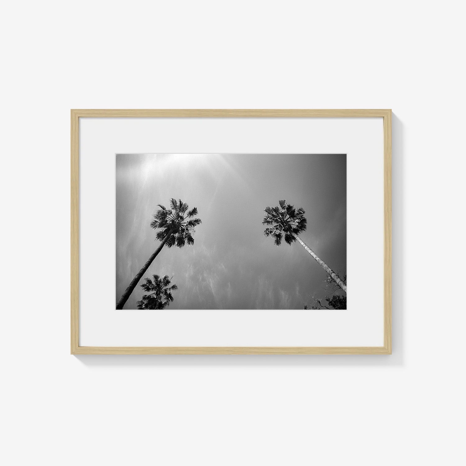 PALMS SKYWARD