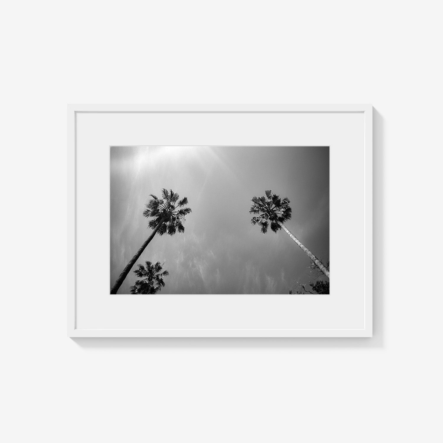 PALMS SKYWARD