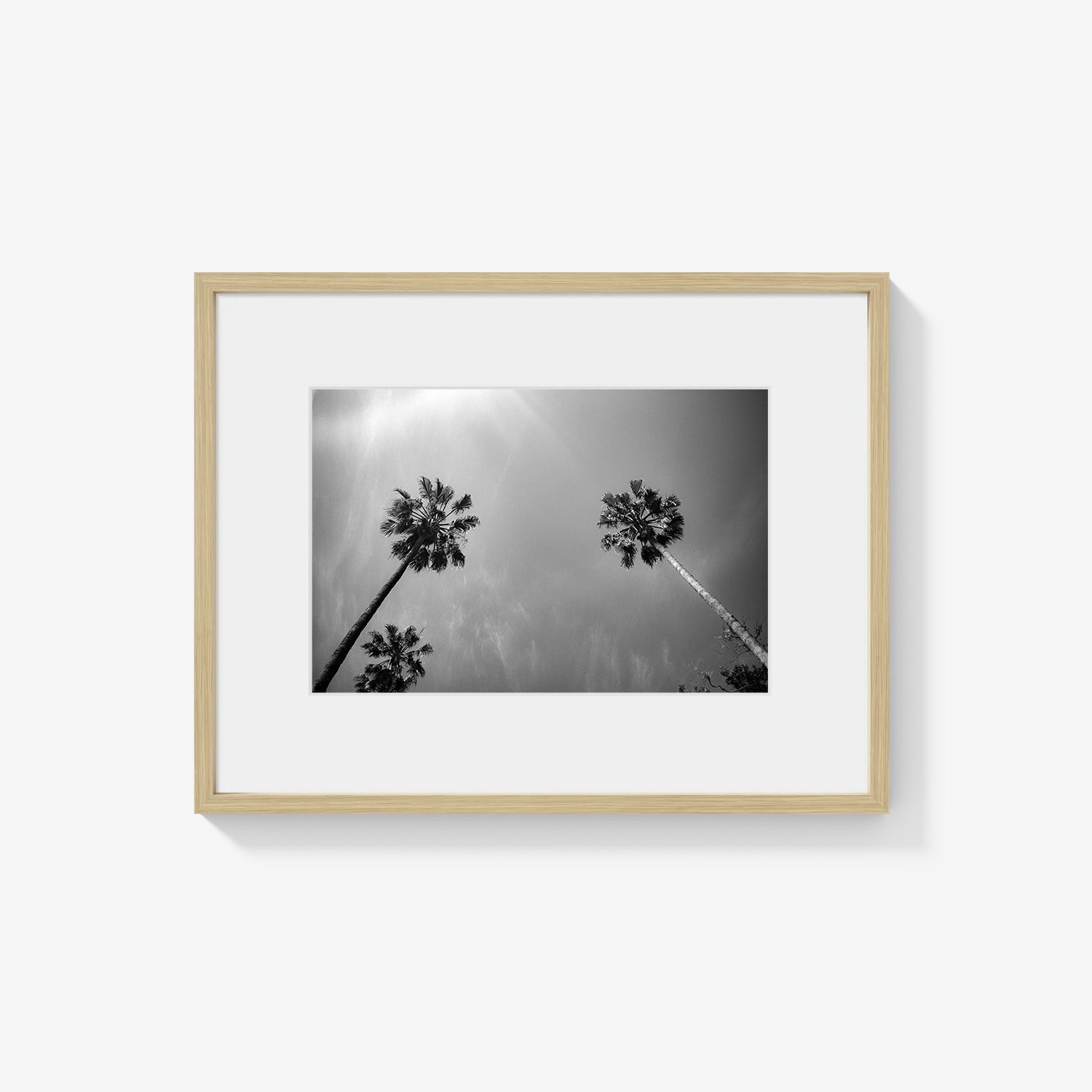 PALMS SKYWARD