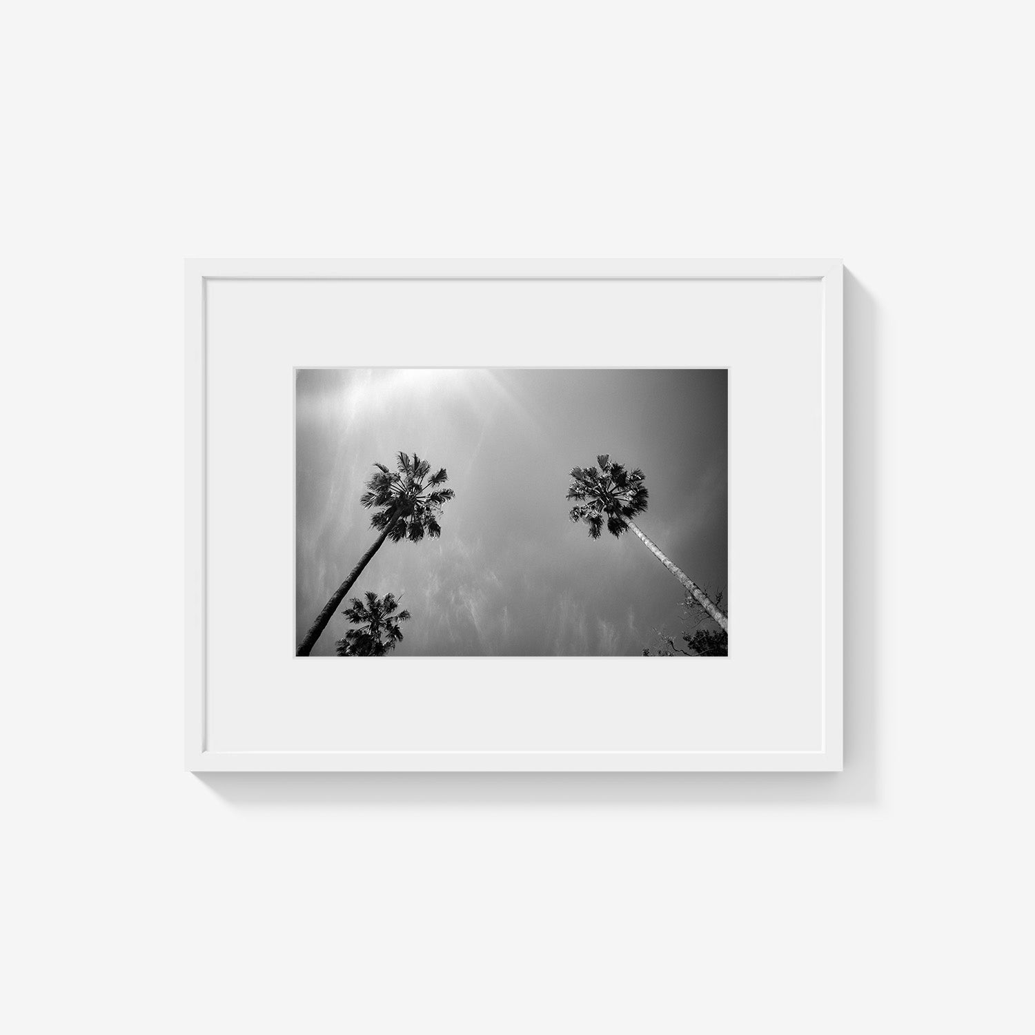PALMS SKYWARD
